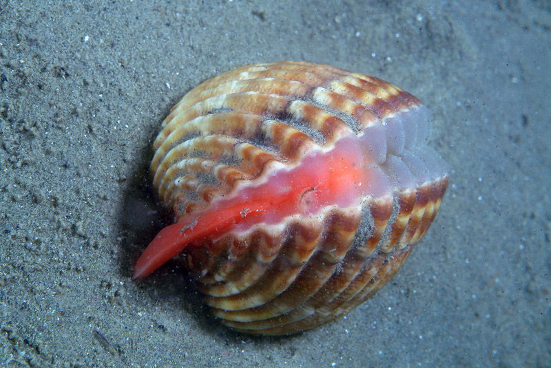 Achantocardia tuberculata